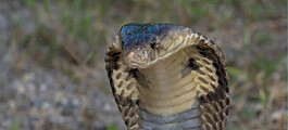 Extreme variation in snake venom: no two bites are the same