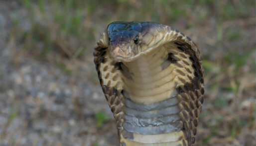 Extreme variation in snake venom: no two bites are the same