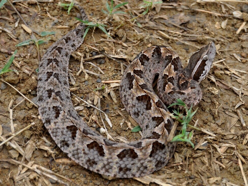 The Malayan pitviper (Calloselasma rhodostoma) was the first snake species to have a diet-related venom variation pattern described by scientists. Throughout this viper’s range, individuals with a frog-based diet tend to differ in their venom composition compared to mammal-feeding individuals.