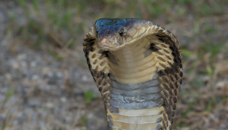 Snake venom is affected by many factors, and therefore the venom of different snakes varies to such an extent that it is almost impossible to find a broad-spectrum treatment