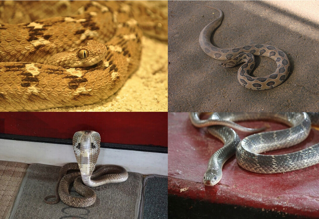 The ‘Big Four’ of India, responsible for the overwhelming majority of snakebite cases and fatalities in the country. Top: saw-scaled viper (Echis carinatus, left), Russel’s viper (Daboia russelii, right). Bottom: Indian cobra (Naja naja, left), common krait (Bungarus caeruleus, right). The ‘Big Four’ of India, responsible for the overwhelming majority of snakebite cases and fatalities in the country. Top: saw-scaled viper (Echis carinatus, left), Russel’s viper (Daboia russelii, right). Bottom: Indian cobra (Naja naja, left), common krait (Bungarus caeruleus, right).