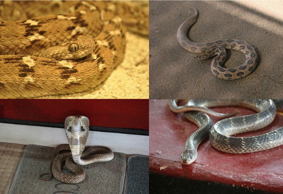 The ‘Big Four’ of India, responsible for the overwhelming majority of snakebite cases and fatalities in the country. Top: saw-scaled viper (Echis carinatus, left), Russel’s viper (Daboia russelii, right). Bottom: Indian cobra (Naja naja, left), common krait (Bungarus caeruleus, right).