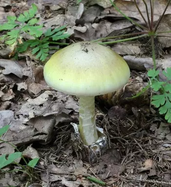 Death cap (Amanita phalloides), one of the most infamously poisonous mushroom species.