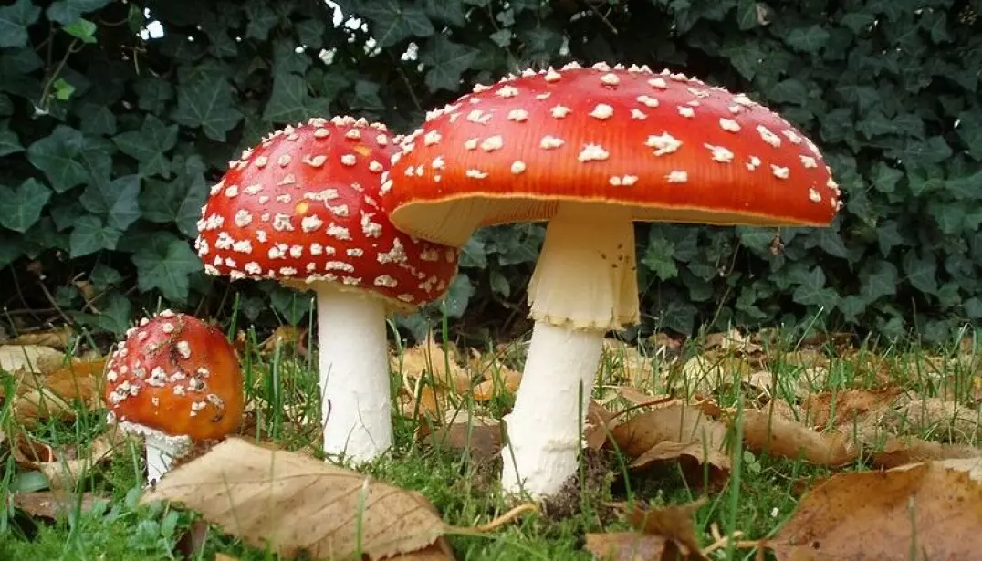 Fly agaric (Amanita muscaria). The white dotted red cap is famously known for its toxicity, which stems from (among others) muscarine molecules.