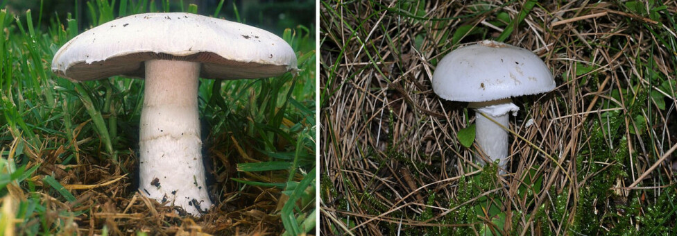 Left: Field mushroom (Agaricus campestris), one of the most appreciated edible species. Right: The destroying angel (Amanita virosa), whose name requires no further explanation. Cases of high resemblance between edible and poisonous mushrooms are frequent in nature.