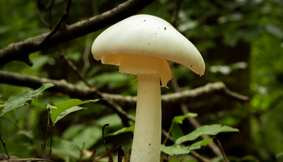 It might not look dangerous with its white and smooth surface, it even resemble the edible 'field mushroom'. But the poisonous 'destroying angel' on the photo is deathly, and way more than the famous red and white dotted 'white agaric' we know so well from movies and books.