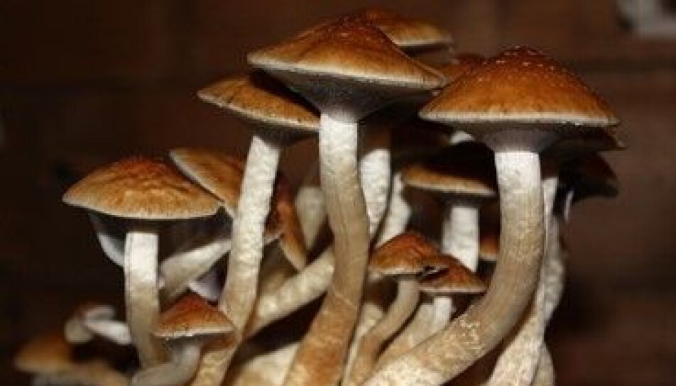 Gold cap (Psilocybe cubensis), common throughout the Tropics and widely consumed among Central American civilizations for its extraordinary psychedelic properties.
