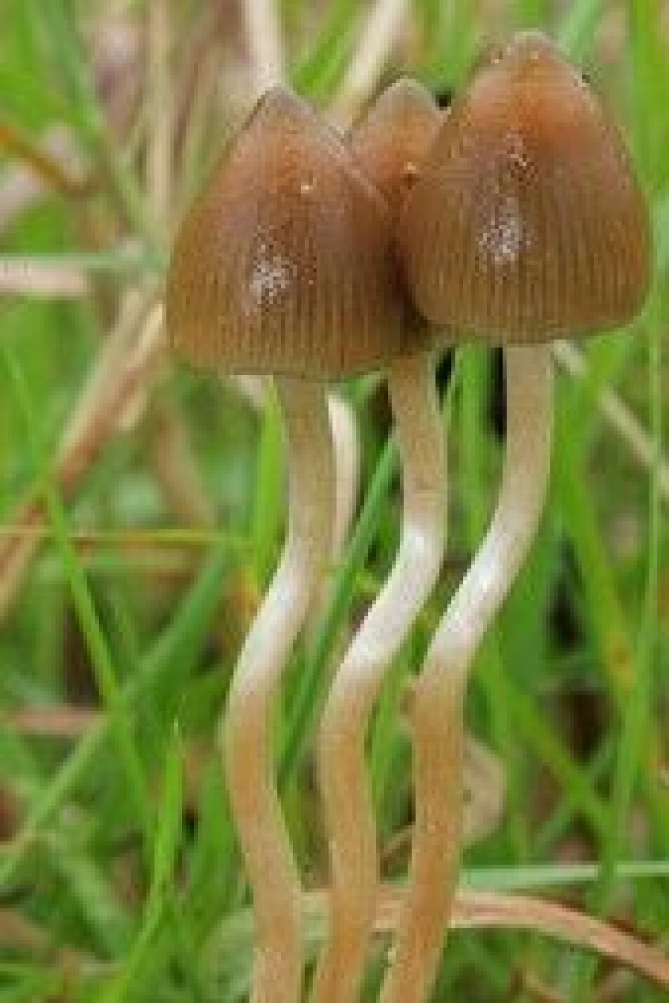 Liberty cap (Psilocybe semilanceata).