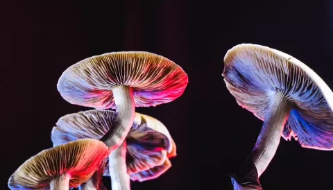 use magic mushrooms
