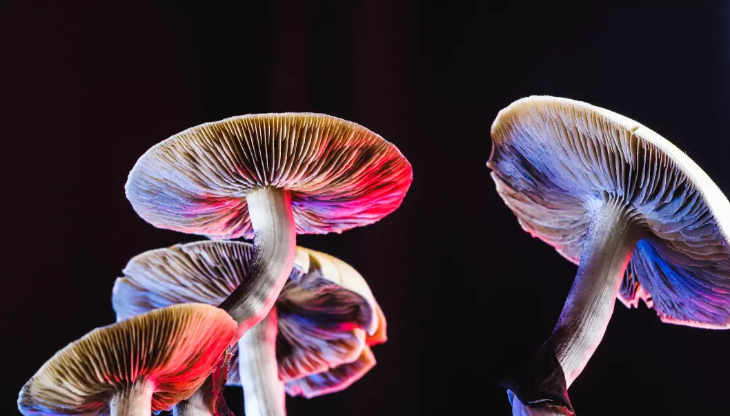 Photo text: The mushroom on the picture is known as ‘the Mexican magic mushroom’ while the correct latin name is psilocybe cubensis. It is one of many psychedelic mushrooms whose main active elements are psilocybin and psilocin. (Obs: it is a ‘troldnøgenhat’ in danish).