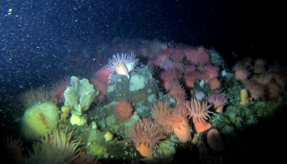 Rocky cliff habitat with sponges and sea anemones.