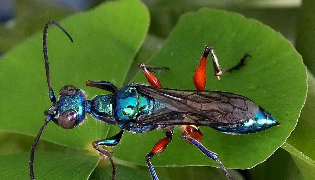 The Jeweled Wasp uses its venom to preserve its food supplies.