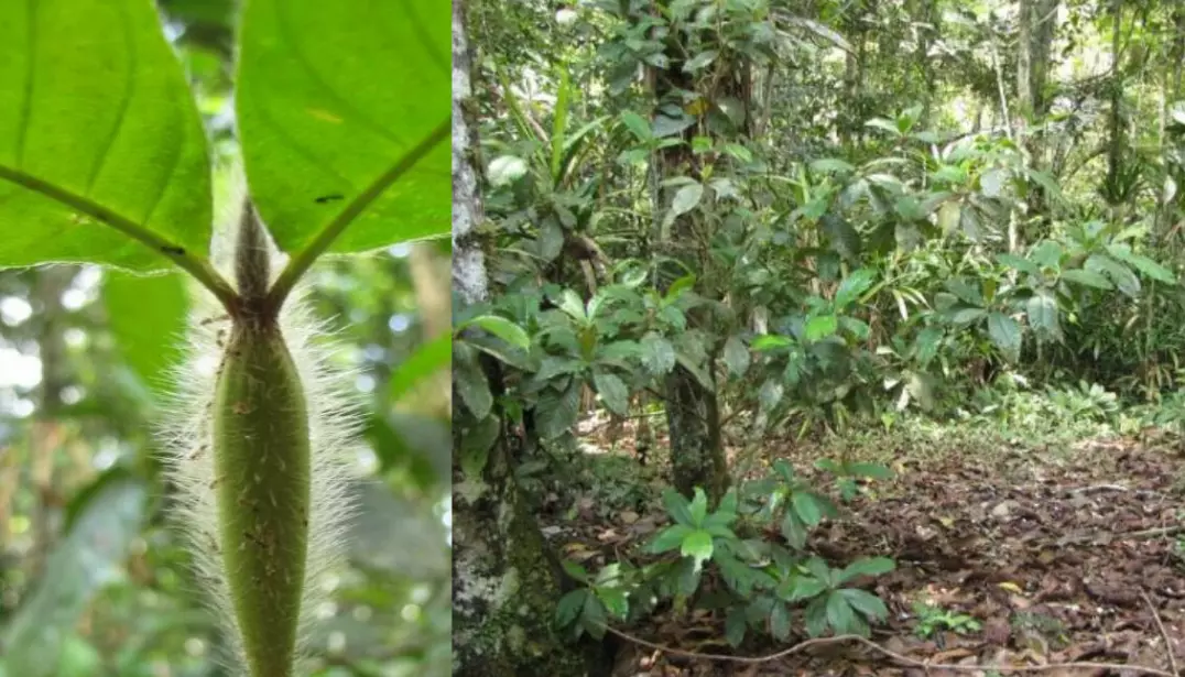 Right: Devils Garden, with D. hirsuta in the Amazon rainforest . Left: The Lemon Ant occupies a hollow part of the D. hirsuta stem