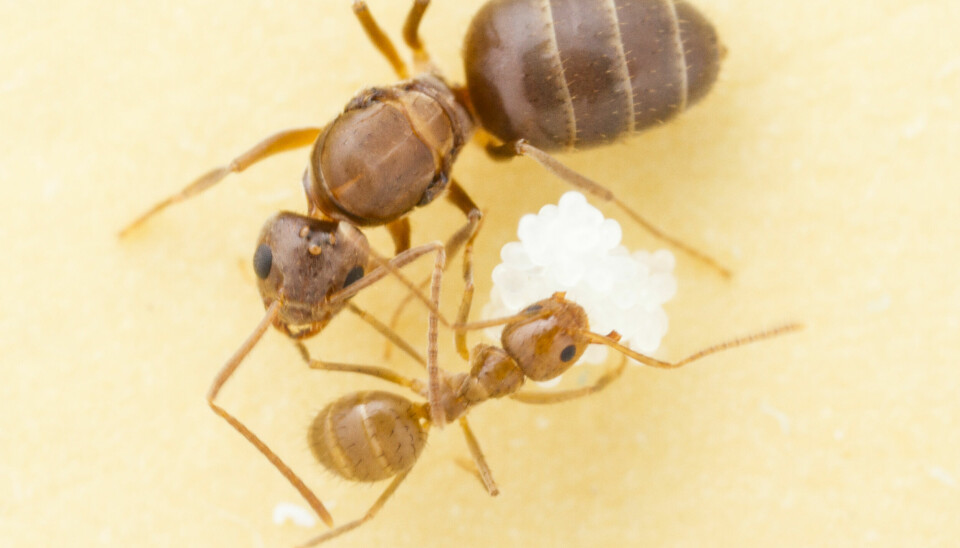 The tawny crazy ant got its name for a reason. As if they were in a western movie the small ants charge into groups of rival ants shooting venom left and right to chase the competitors away from a food source.