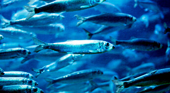 Herring roe will be used in medicine to treat psoriasis