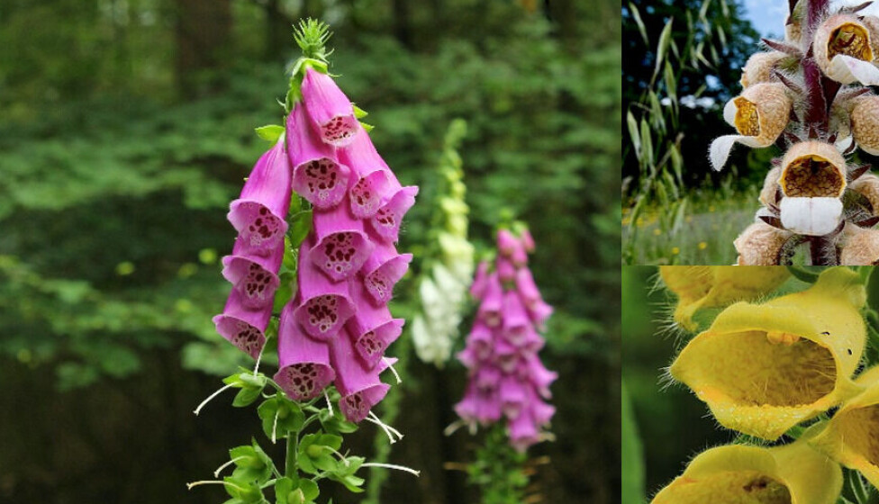 Many species of Digitalis exist, all of which are highly toxic. Left: Common foxglove (Digitalis purpurea) Top right: Woolly foxglove (Digitalis lanata), the digoxin-producing specimen. Bottom right: Yellow foxglove (Digitalis grandiflora).