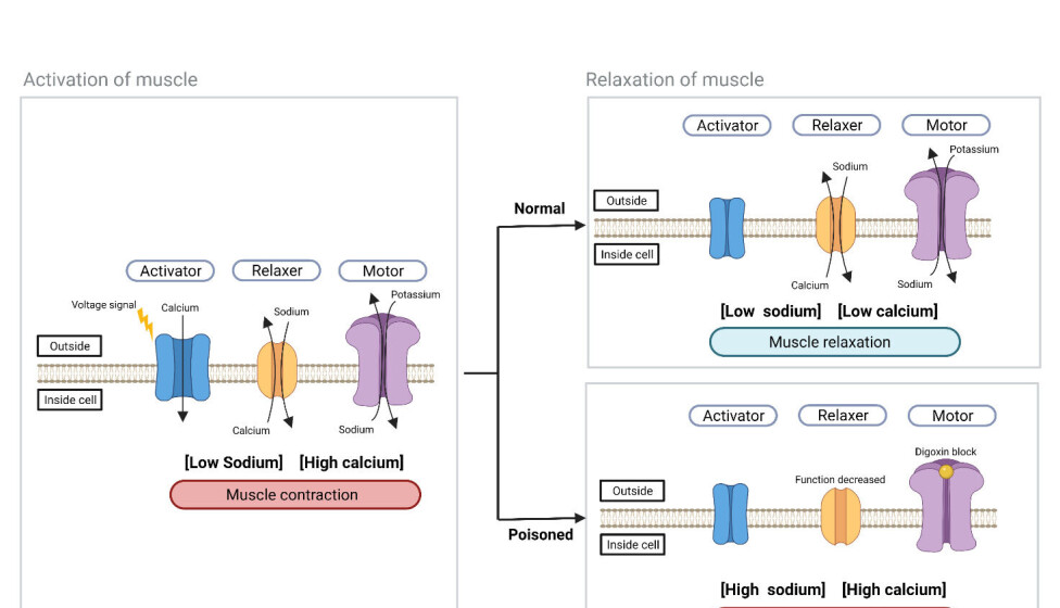 The action of digoxin. Activation of the muscle leads to import of calcium resulting in muscle contraction. Under normal conditions the relaxer will export calcium, relaxingthe muscle. In a poisoned individual the motor will be blocked leading to a dysfunctional relaxer, thereby causing the muscle to keep contracting.