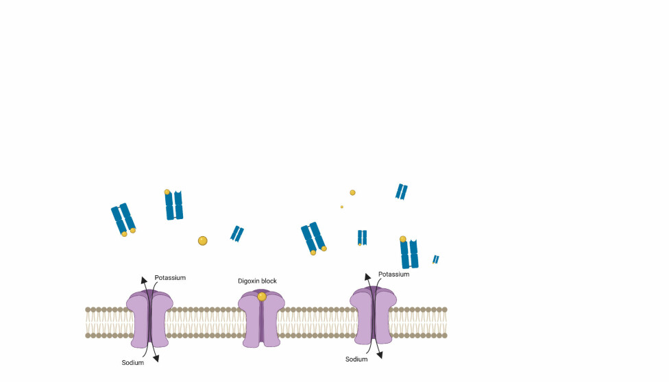 Function of digoxin antidote. The antidote (blue) will bind the digoxin molecules (yellow) which in turn cannot bind to and block the motor (purple).
