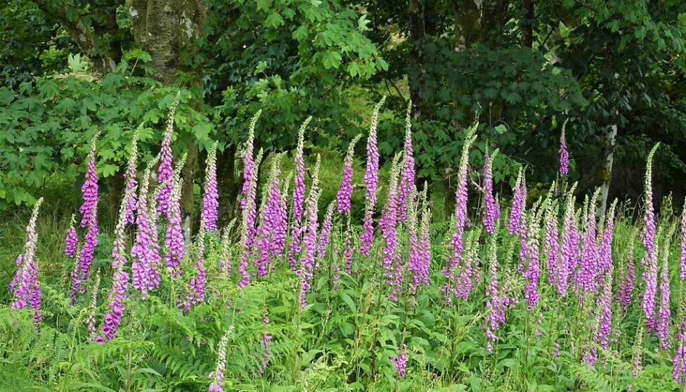 This beautiful and popular flower contains a deadly poison.