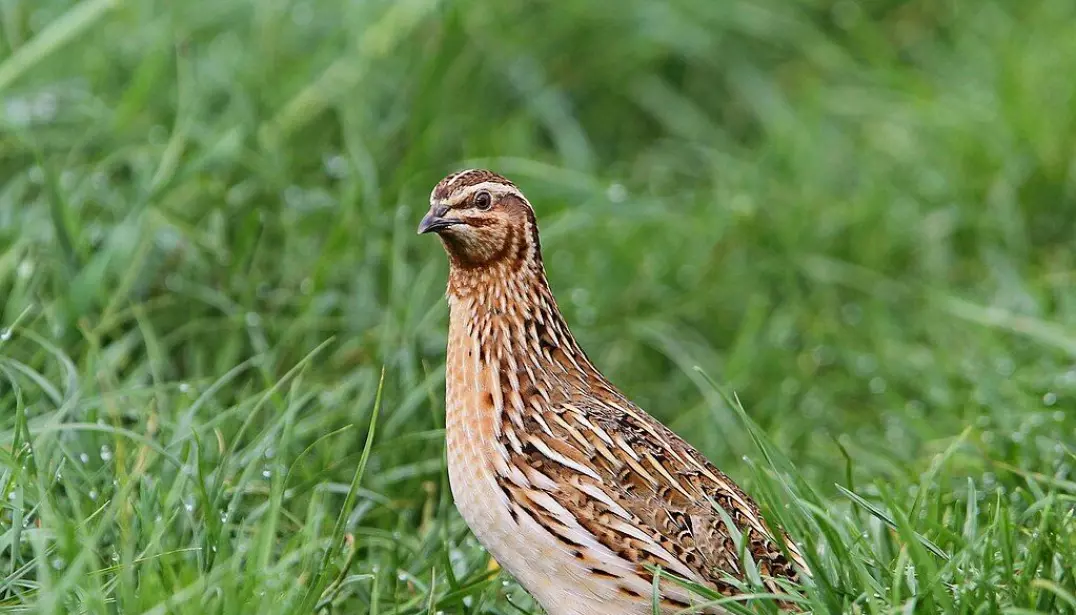 European quail (Coturnix coturnix). This plain-looking bird has been known to cause debilitating symptoms when eaten, yet it was only very recently that scientists discovered it is actually poisonous.