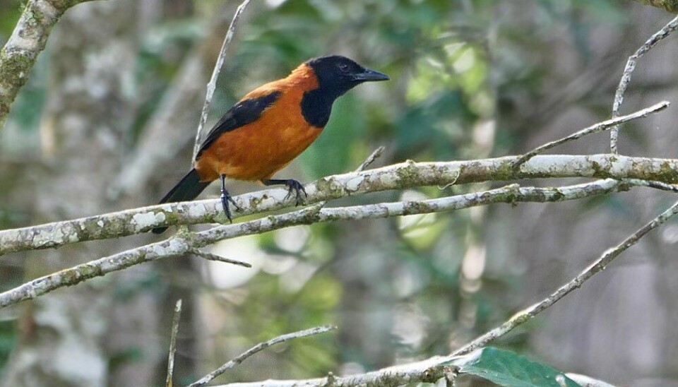 The Hooded pitohui, known as »rubbish bird« in Papua New Guinea.