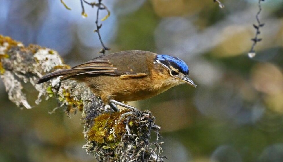 Blue-capped ifrita (Ifrita kowaldi).