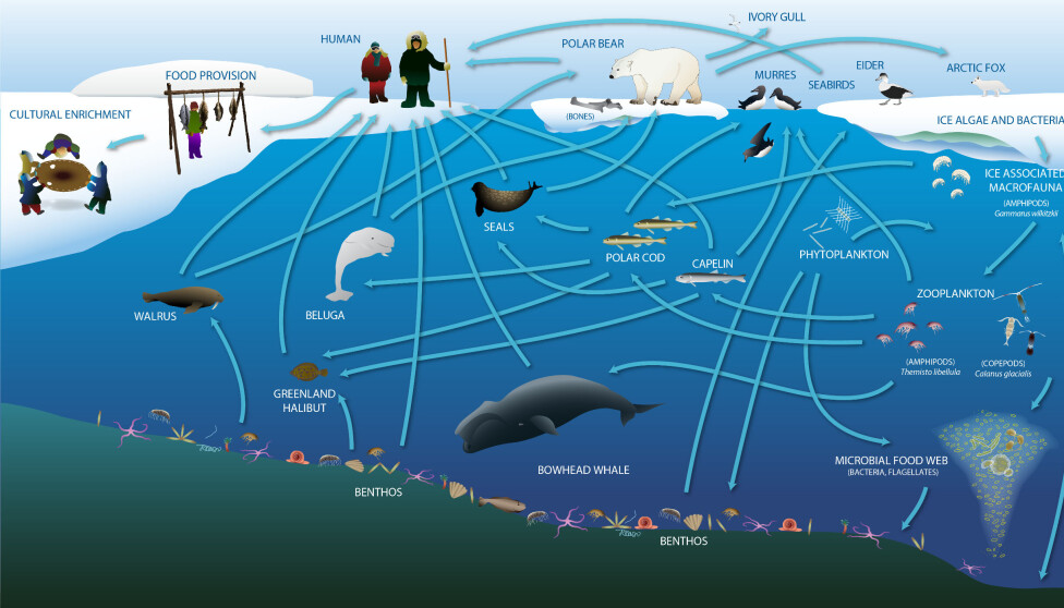 Polar cod have a central role in the transfer of energy and nutrition within the Arctic marine food webs, which has important economical, cultural, societal and spiritual meaning for human communities.