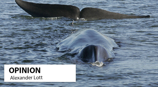 Norway’s practice of blowing up WWII sea mines is deadly for marine mammals Norway’s practice of blowing up WWII sea mines is deadly for marine mammals