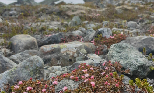 These were the first plants to appear in northern Norway after the last ice age