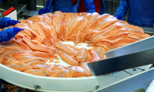 Ground rent: Norway’s new salmon tax turns economic textbook models into reality