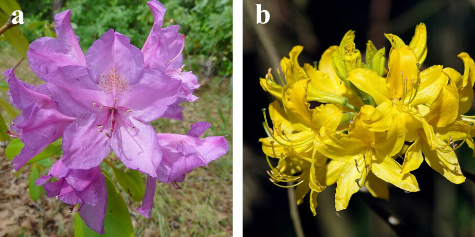 Figure 1: The flowers of the Rhododendron species that contain grayanotoxins. a. Rhododendron ponticum b. Rhododendron luteum.