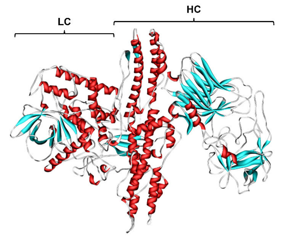 Figure 3: A ribbon diagram of the molecular structure (alpha-helixes in red and beta-sheets in blue) of the botulinum toxin protein. The heavy chain (HC) is responsible for facilitating neuron entry while the light chain (LC) blocks acetylcholine release from inside.