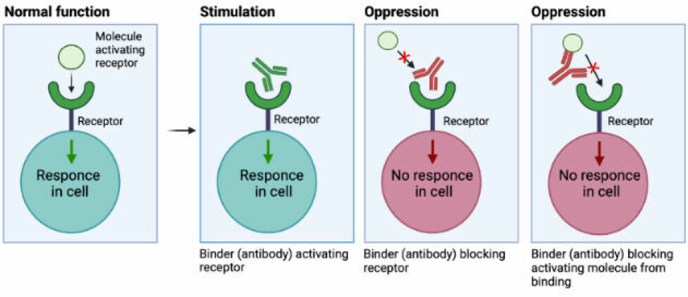 Figure 1: How molecular binders can interfere with cell signaling and thereby block or stimulate the receptor.