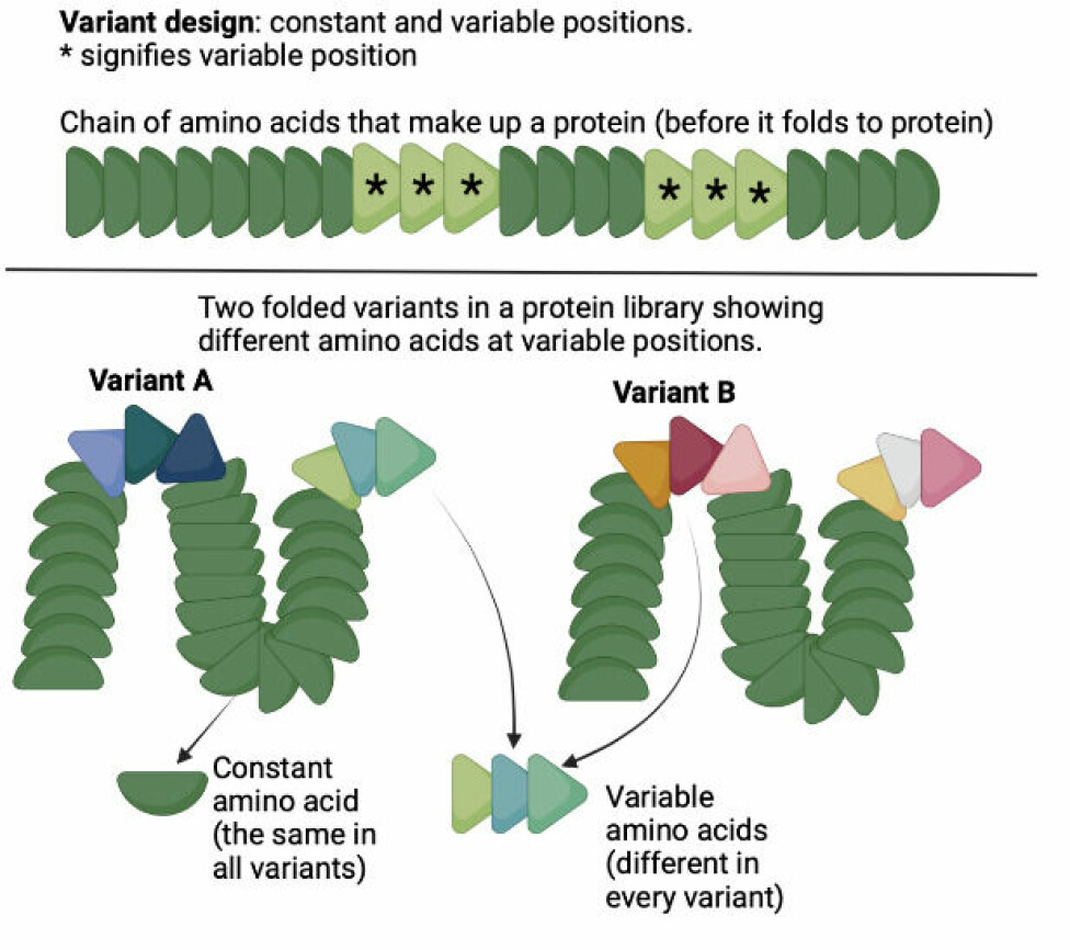 Figure 2: Top: Chain of amino acids before it folds into its 3D structure. This shows how protein variants in a protein library consist of variable and constant parts. The constant amino acids are shared among all variants in the library and the variable are unique to each variant. Bottom: Once folded into 3D structure, the variants have different shape and chemical properties depending on their variable amino acids. This creates the diversity in the library.