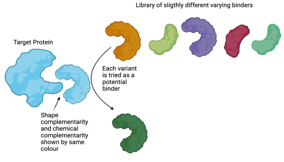 Figure 1: Seen in the top of this figure is a protein library containing a large collection of proteins with slightly different shape and colour. When searching for binders in this library, every variant is tried against (in principle) the target and only the strongest binders are chosen.
