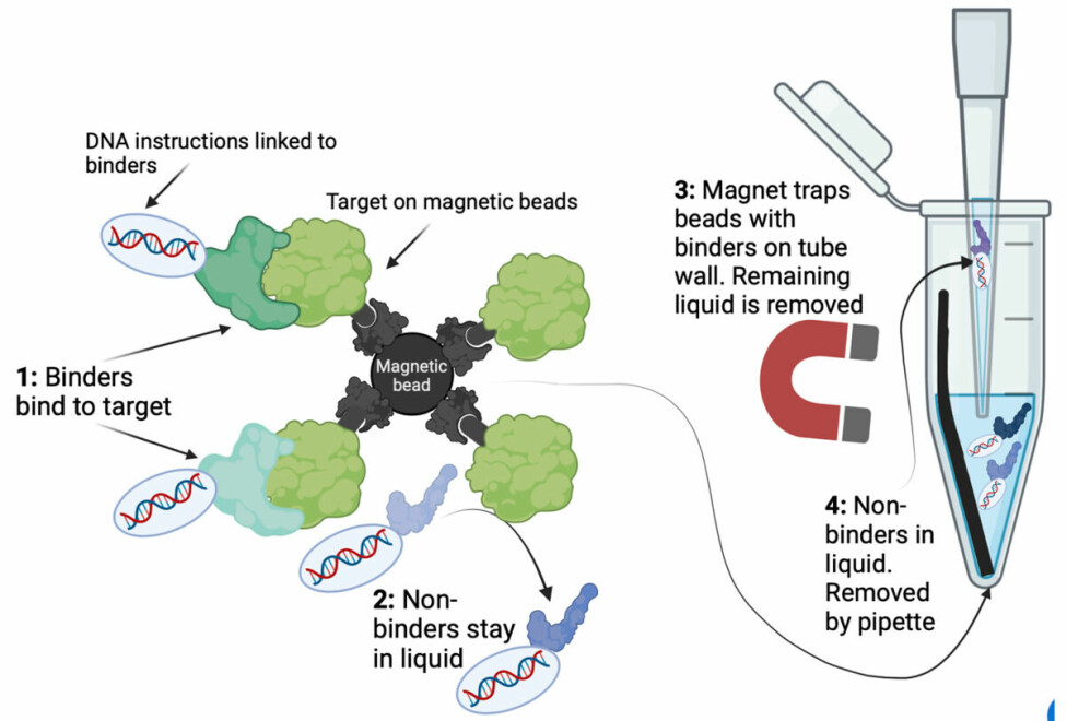 Figure 2: 1) The binders are linked to the DNA instructions as described. These binders will stick to the target,. 2) The non-binders will stay in the solution because they don’t bind to the target. 3) The magnetic beads that are linked to the target protein will be aggregated on the side of a tube using a strong magnet. 4) All of the liquid will be removed, which will remove the non-binders leaving us with only binders. The magnets are then suspended in new liquid and the process can be repeated for increased purity of binders.