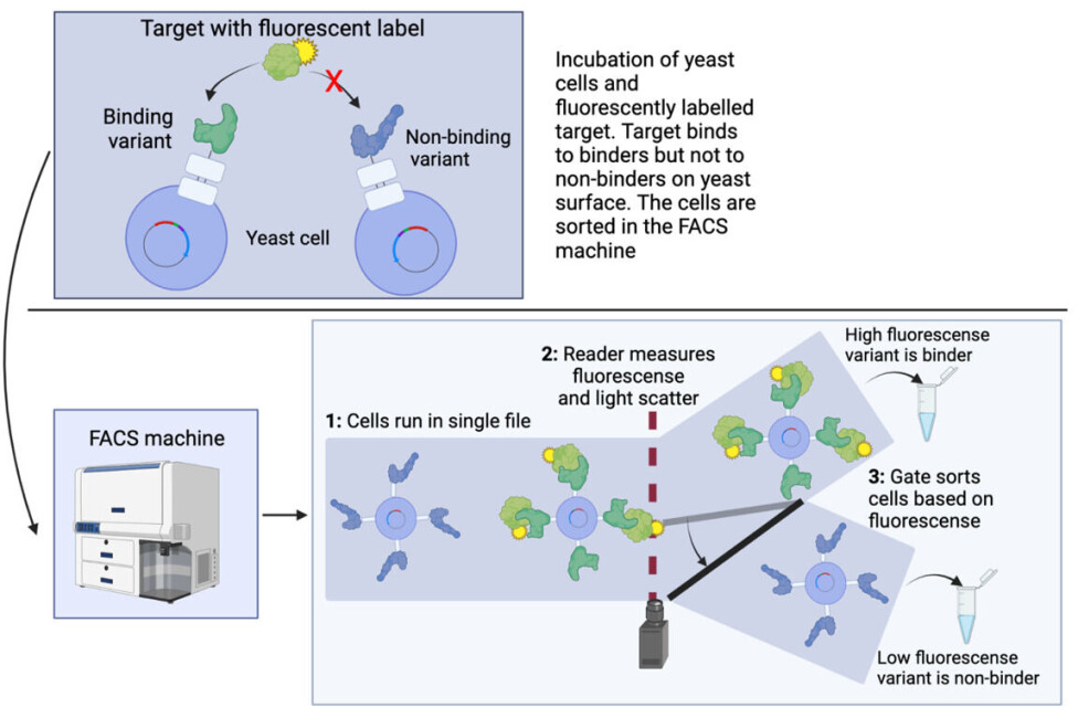 Figure 3: Top: Each yeast cell contains a different member of the protein library on the surface. These cells are mixed with the target, which carries a fluorescent label (as illustrated by the sun). The fluorescent target binds only to the binders. Bottom: After the mixing with fluorescent target, each yeast cell passes by a reader, measuring the fluorescence for each cell at a time and sorts the cell based on the signal. In this way, the yeast cells with binders can be selected from the ones with non-binders. The DNA of the yeast cells can subsequently be sequenced to get the structure of the binder.