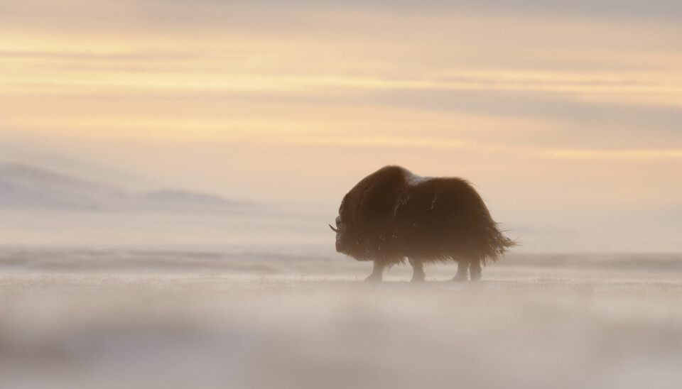The Arctic is now warming 4 times faster than other regions on Earth and this is potentially bad news for Arctic species like the muskox.