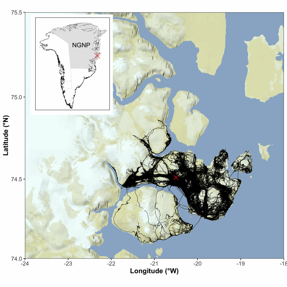 Map of 61 muskox tracks collected since 2013 using GPS collars. Muskoxen were tagged in Zackenberg valley (marked with red X) in the southern part of NGNP (see Greenland inset).