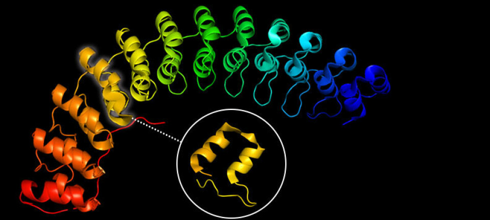 3D structure of Ankyrin 1, an ankyrin protein discovered in human red blood cells. One repeat is highlighted. DARPins usually have between two to six repeats.