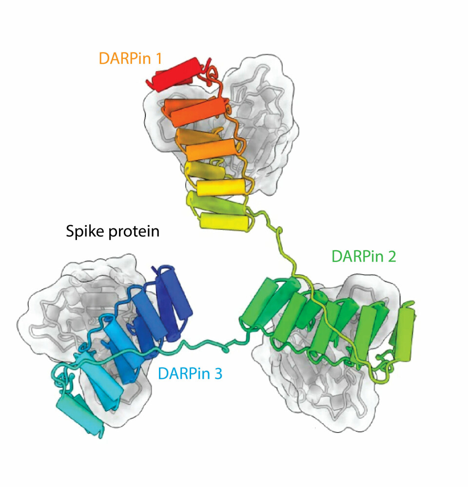 Envisobep’s three different DARPins (red, green and blue) binding to three different spike protein epitopes (grey).