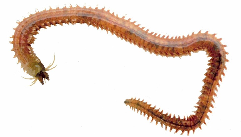 The preffered food for a conesnail: platyenereis. The picture shows a polychaete worm from the family, which Platynereis dumerilii belongs to.