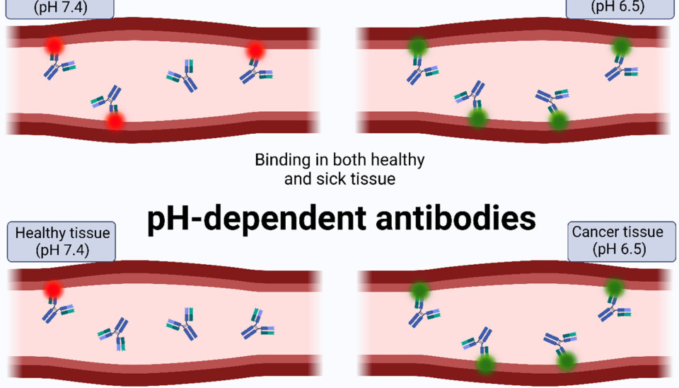 Overview of the function of pH-dependent antibodies compared to conventional antibodies. While conventional antibodies targeting cancer-associated proteins both bind to their target in healthy and in sick tissue, pH-dependent antibodies can selectively bind to their target in sick tissue with only minimal binding in healthy tissue.