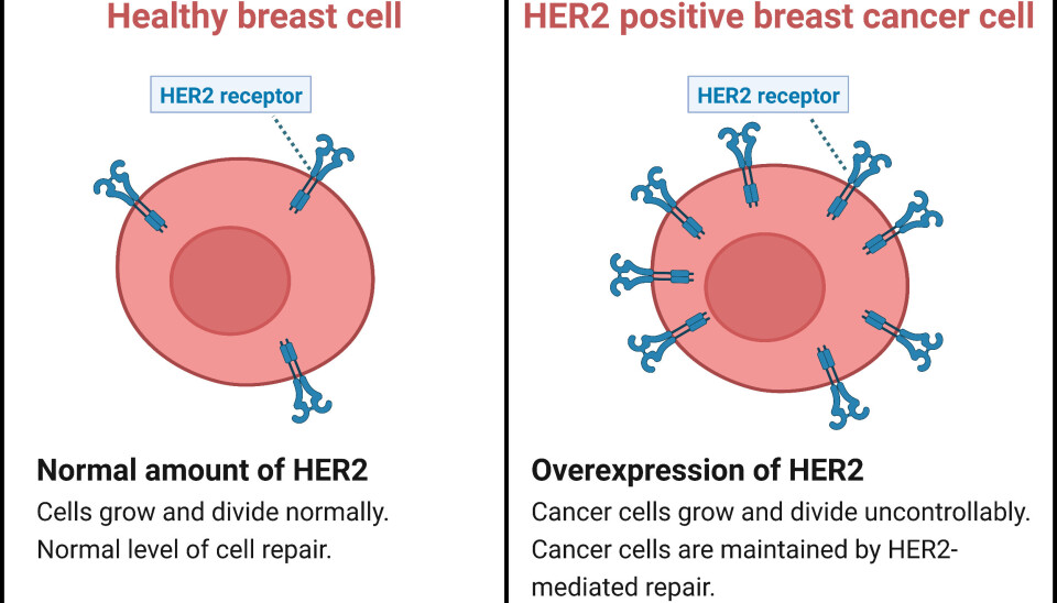 The functions of HER2 in healthy breast cells compared to in breast cancer cells. In healthy cells, the gene encoding HER2 is expressed at a normal level, leading to normal cell function. However, in HER2 positive cancer, this gene is overexpressed, resulting in several consequences beneficial for disease development.