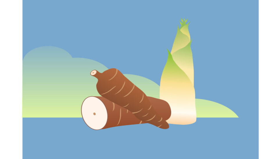 Toxic cyanogenic glycosides are found in common culinary staples like cassavas (left) and bamboo (right).