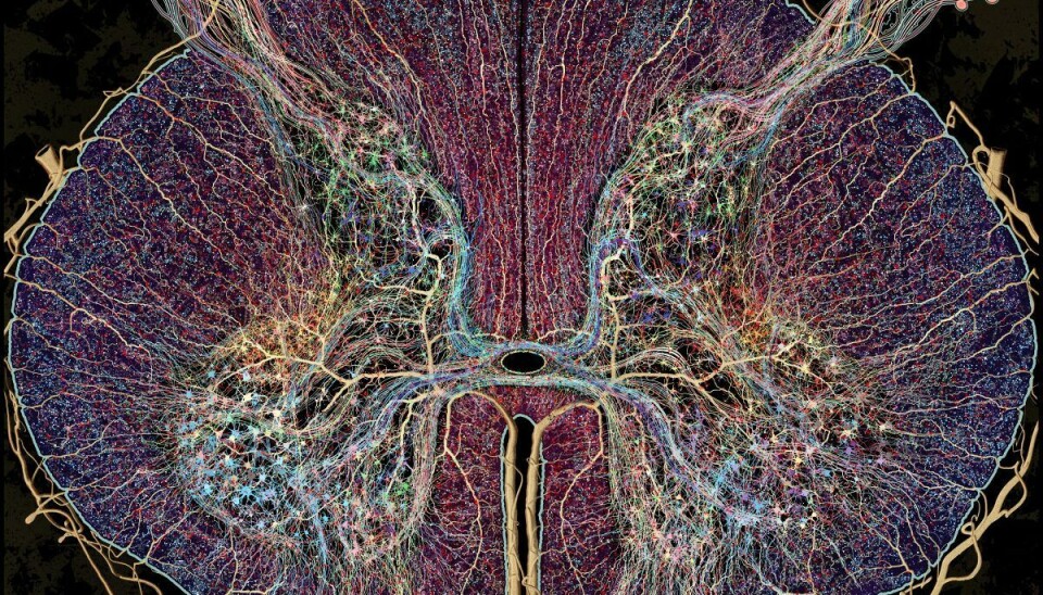 Artwork of the spinal cord which connects the brain to the body. Made by PhD in neuroscience Greg Dunn.