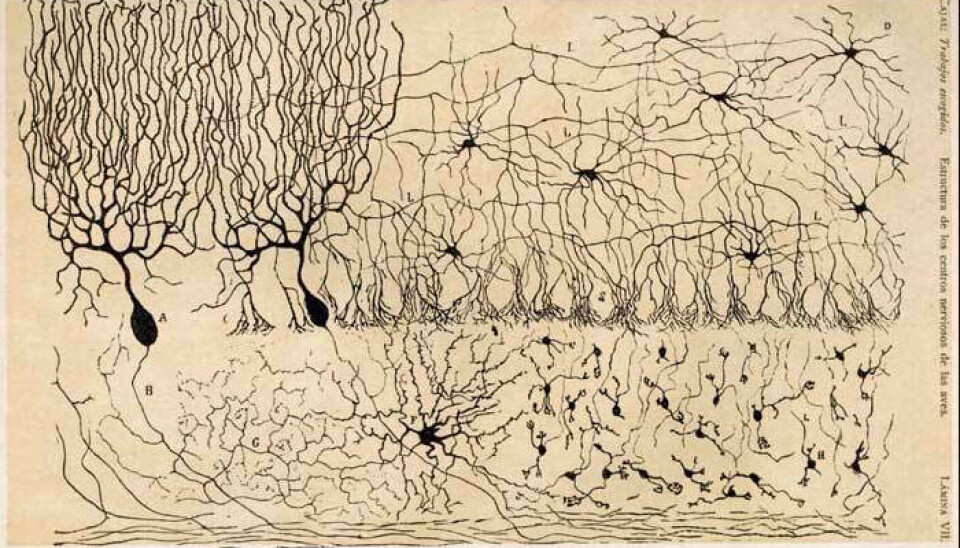 Drawing of the cells in the brain by the Nobel Prize winner and Spanish neuroscientist Santiago Ramon y Cajal CC BY-NC 3.0