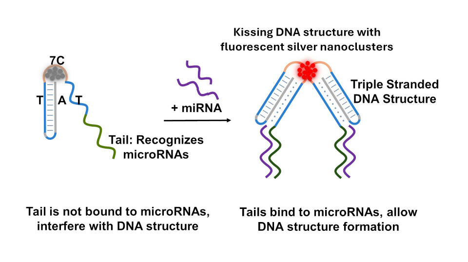 ‘The figure shows how the tail finds the microRNAs and how the kissing DNA structure enables the fluorescence light up from the silver nanoclusters. T refers to Thymine nucleotide, and A refers to Adenine nucleotides in DNA. T-A-T interactions are key to the formation of Hoogsteen base-paired triple-stranded DNAs. 7C refers to the series of 7 cytosine nucleotides forming the site where fluorescent silver nanoclusters reside.