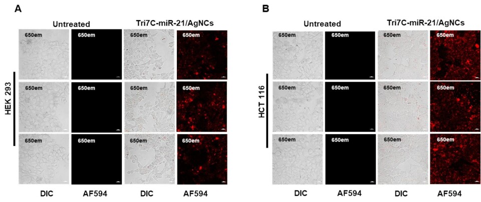 The two images show different cell types, HEK 293 and HCT 116, seen through a special microscope. Some of these cells were treated with Tri7C-miR-21/AgNCs (a complex of DNA (Tri7C), microRNA-21 (miR-21) og silvernano-clusters (AgNCs)) for 12 hours, while others were not. All cells were also treated with lipofectamine, a substance that helps bring molecules into the cells, which attracts microRNA to the kissing DNA structure.
We see red fluorescence from the cells treated with Tri7C-miR-21/AgNCs. In other words, when the cells were treated with Tri7C-miR-21/AgNCs, microRNA-21 lit up in red light, which was captured by the microscope. glowing rna