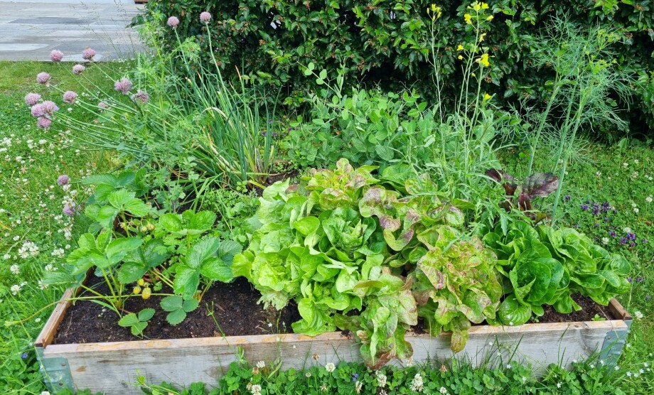Why ants might be good for your garden